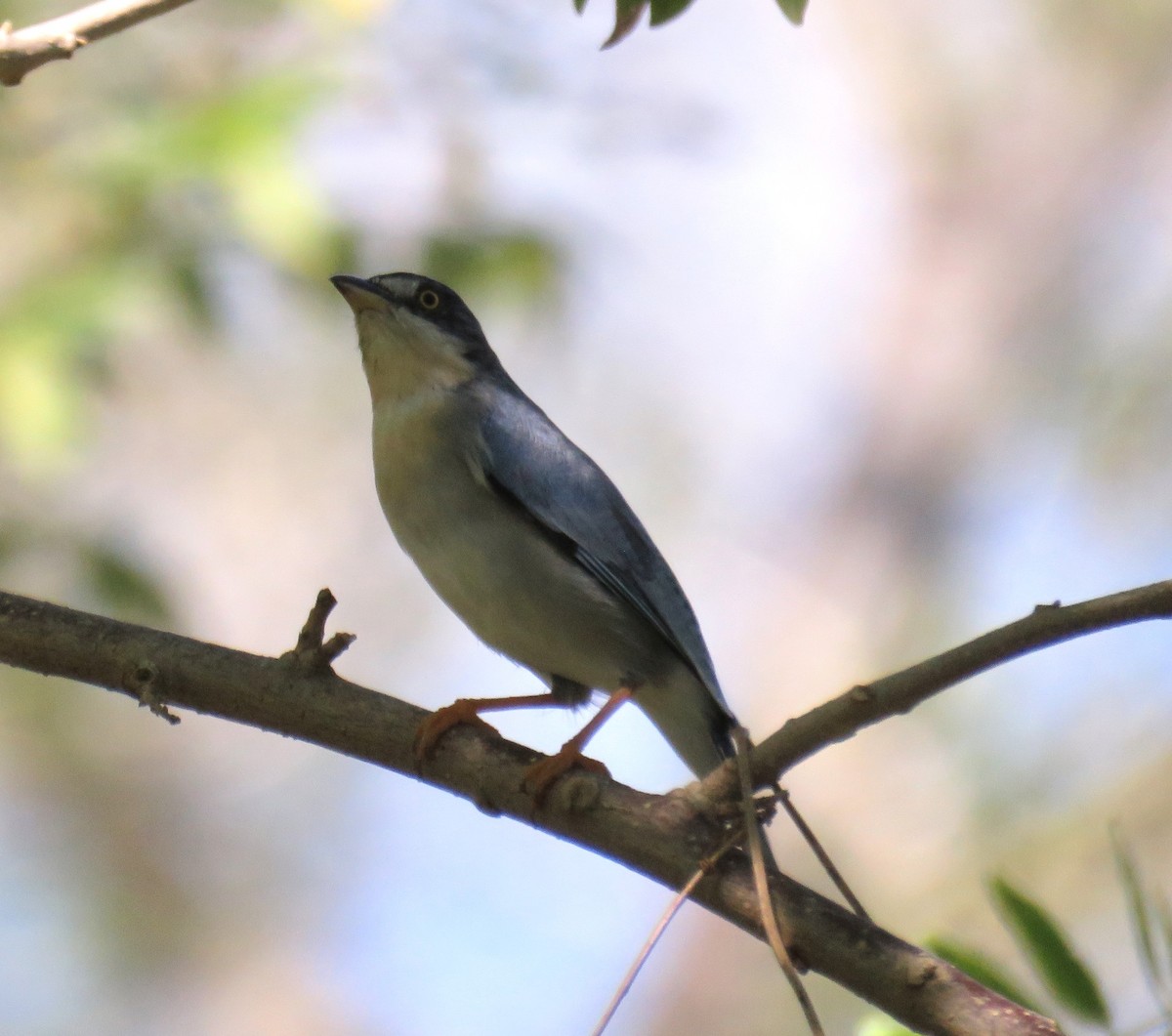 Hooded Tanager - ML646853232
