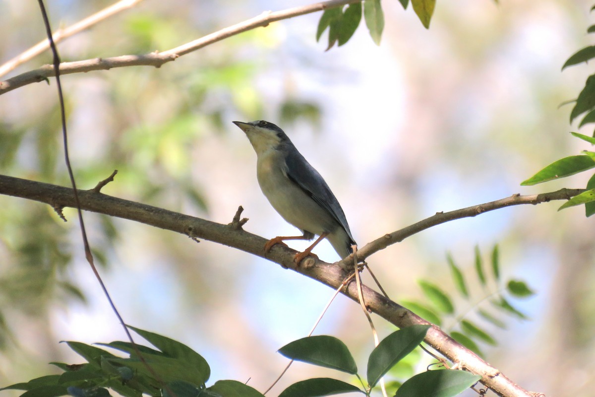 Hooded Tanager - ML646853233