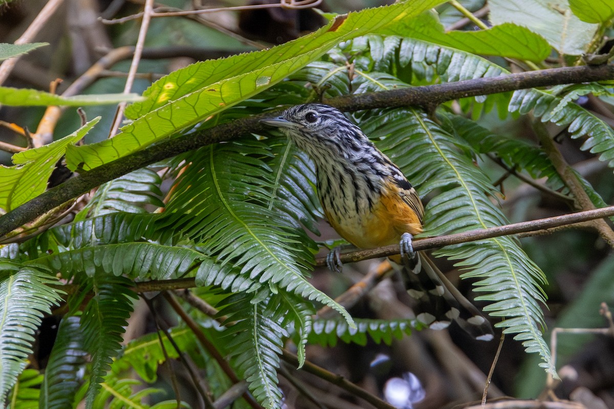 Santa Marta Antbird - ML646853234