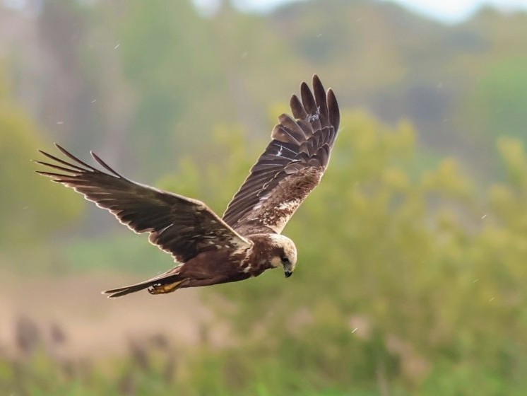 Western Marsh Harrier - ML646853236