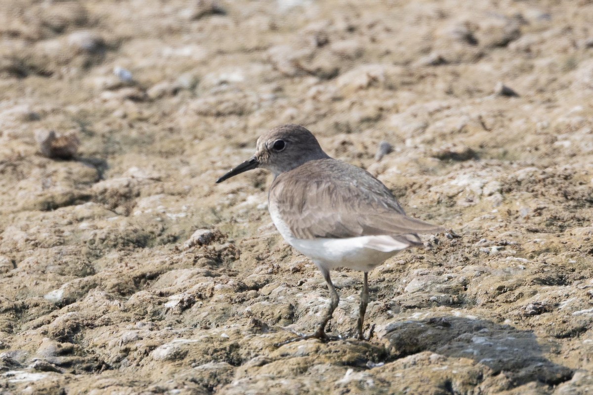 Correlimos de Temminck - ML646853238