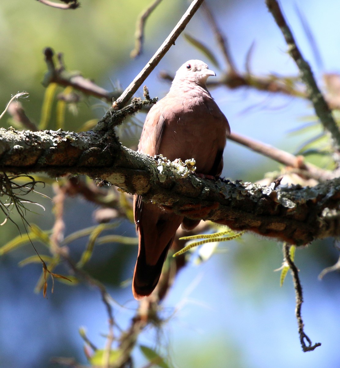 Ruddy Ground Dove - ML646853239