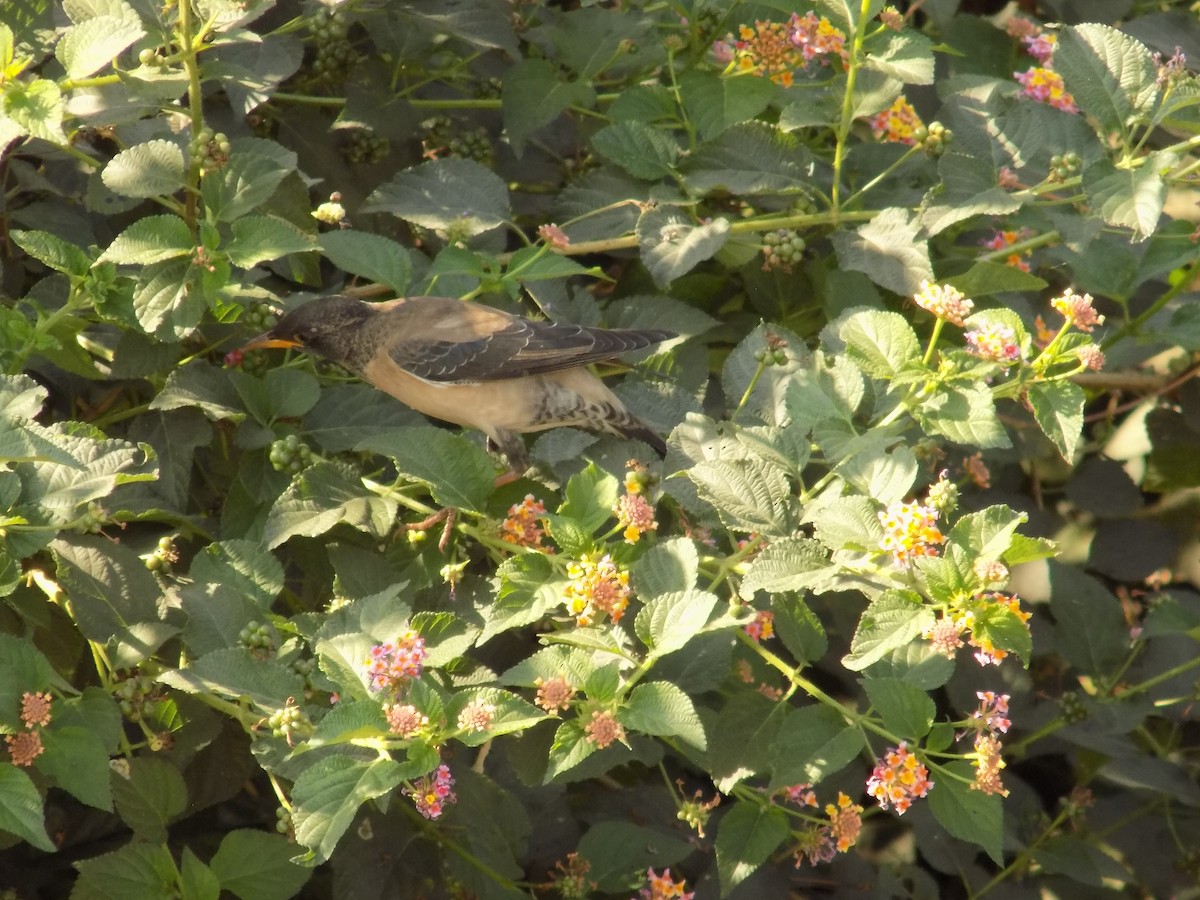 Rosy Starling - ML646853240