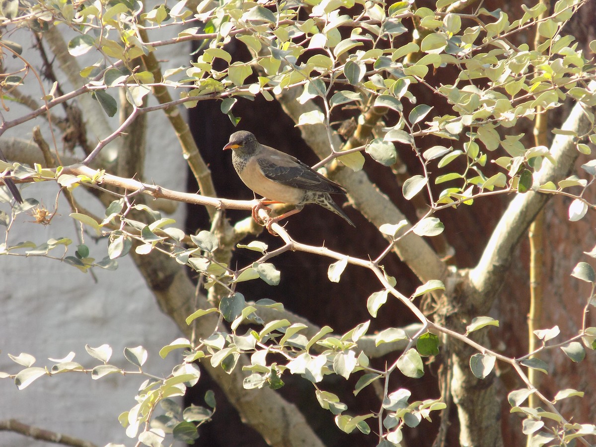 Rosy Starling - ML646853241