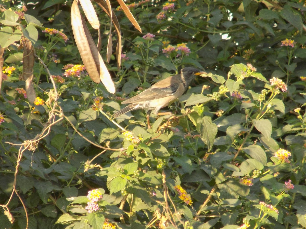 Rosy Starling - ML646853242