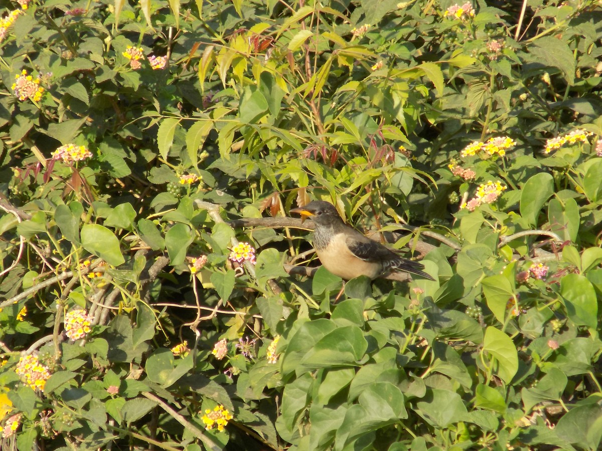 Rosy Starling - ML646853243