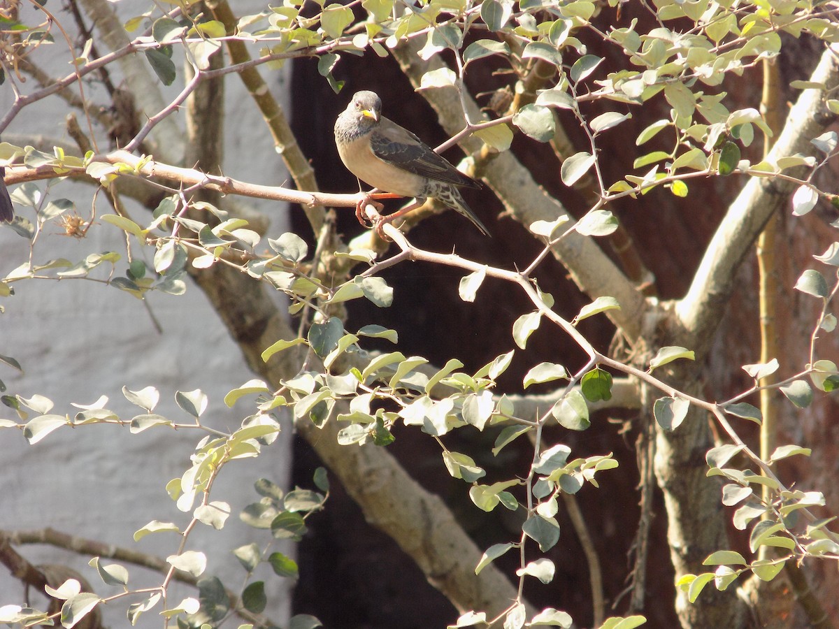 Rosy Starling - ML646853244
