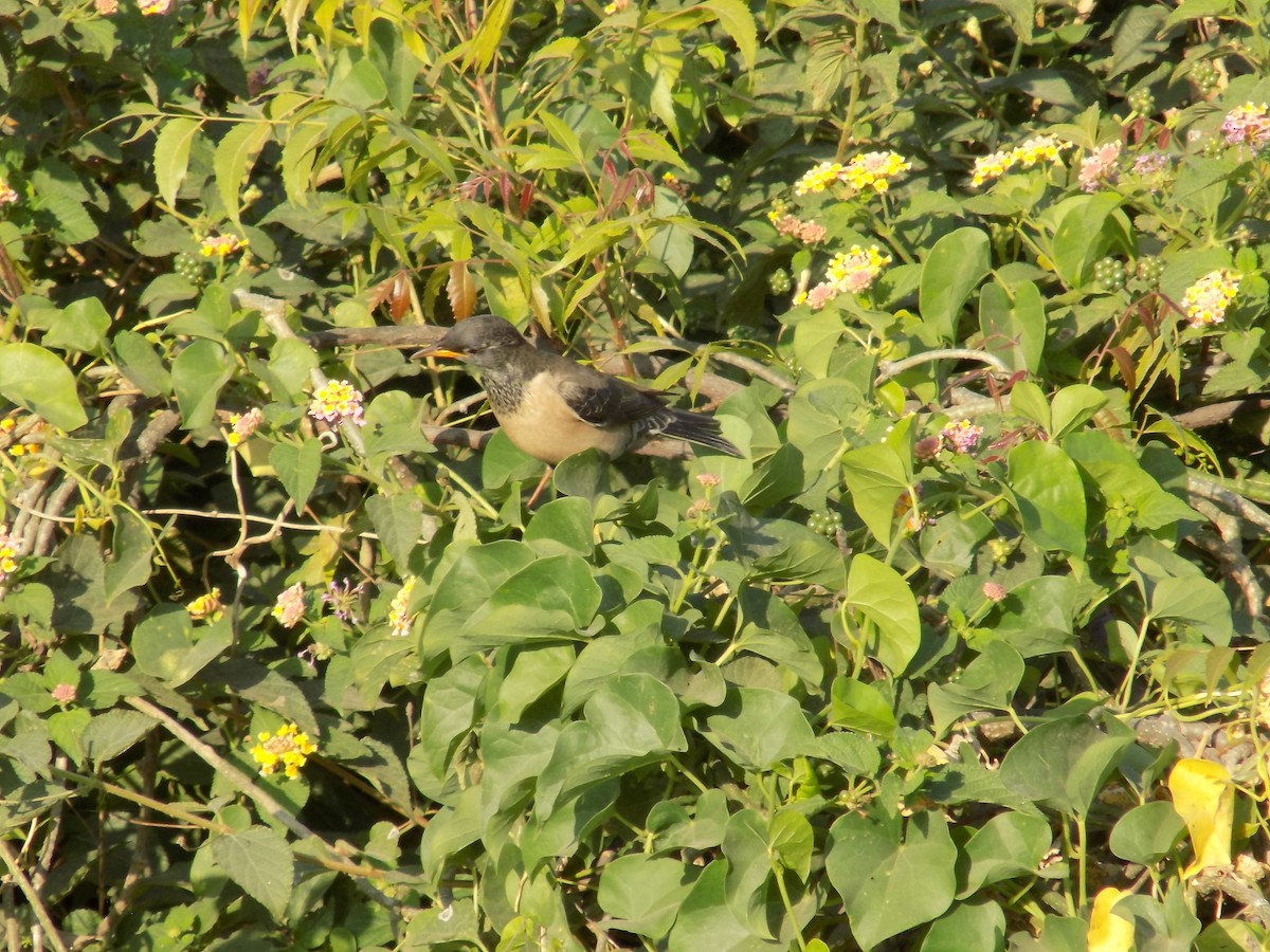 Rosy Starling - ML646853245