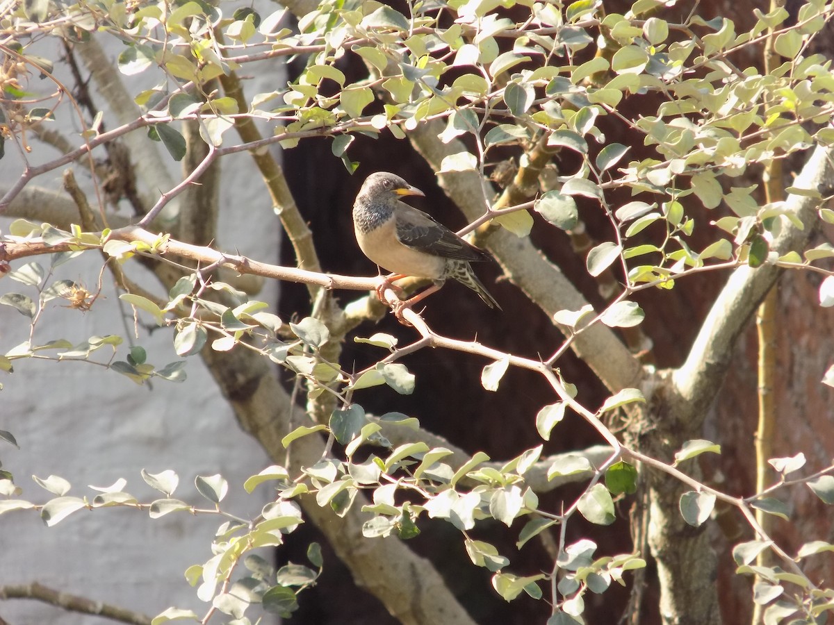 Rosy Starling - ML646853246