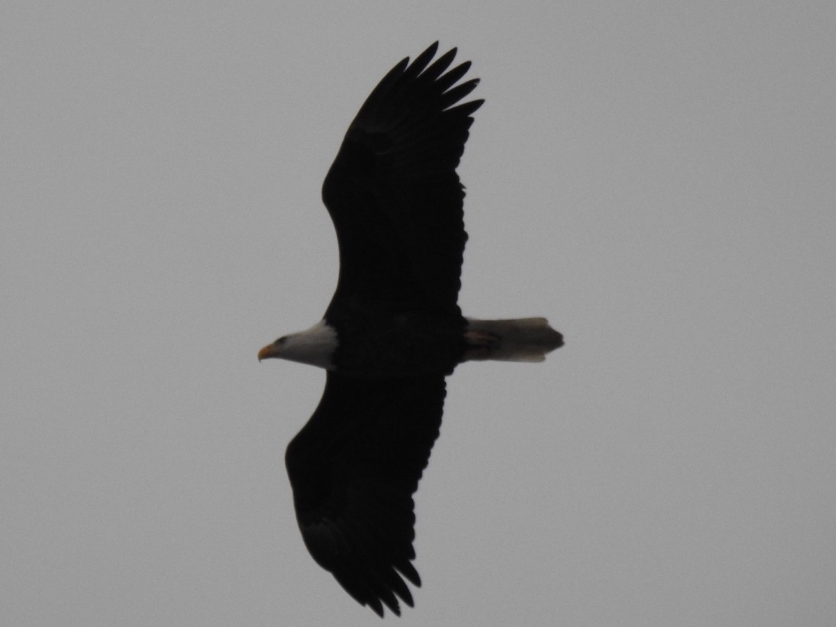 Bald Eagle - ML646853248