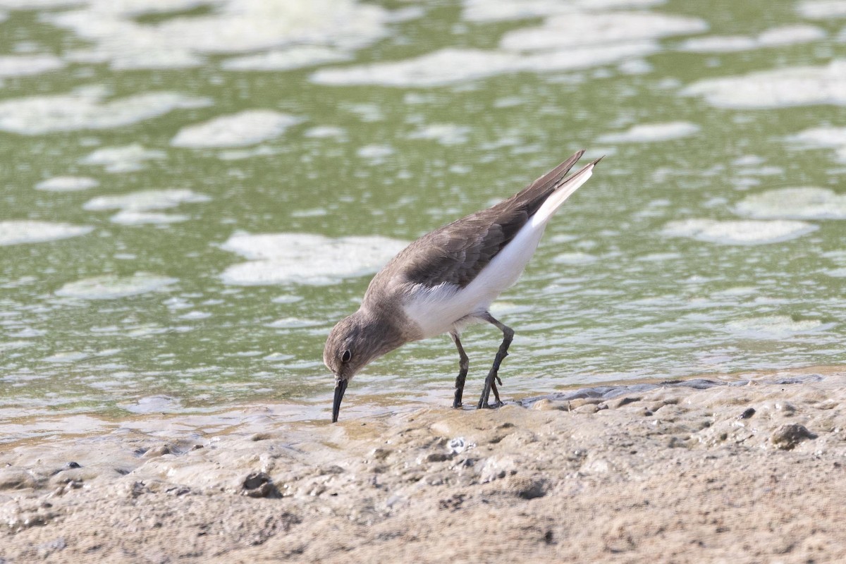 Correlimos de Temminck - ML646853251