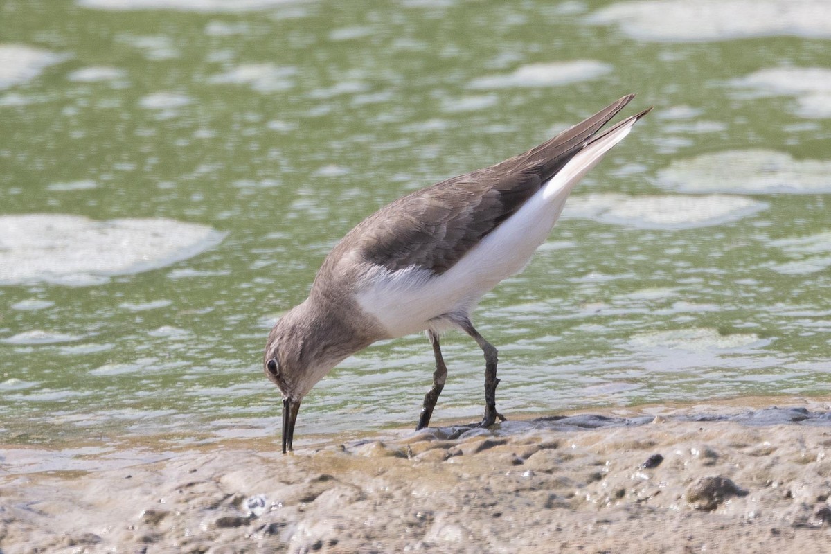 Correlimos de Temminck - ML646853252