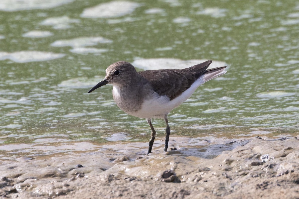 Correlimos de Temminck - ML646853253