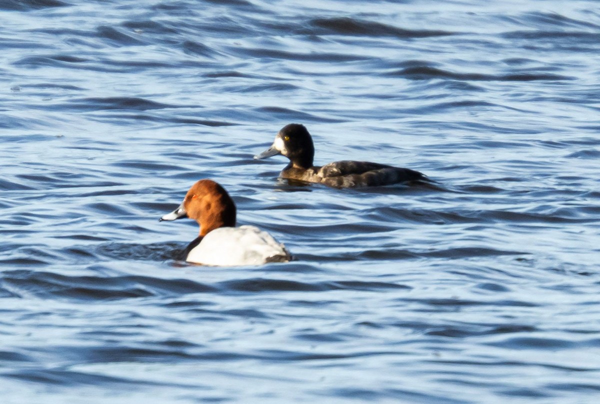 コスズガモ - ML646853254