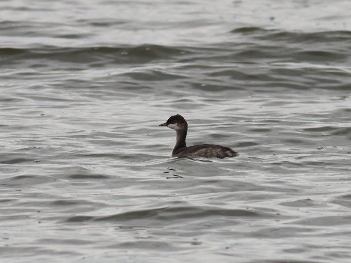 Grèbe à cou noir - ML646853255