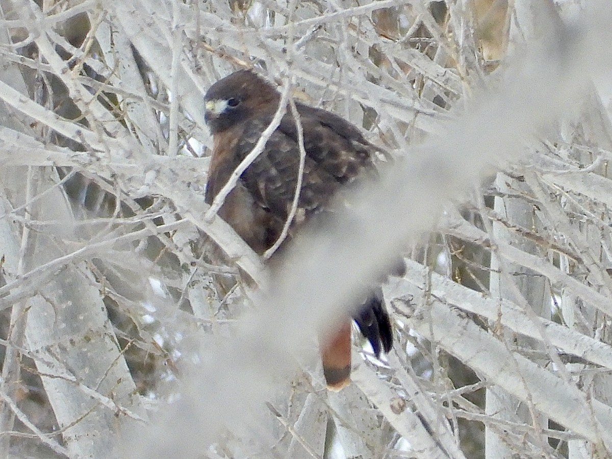 Kızıl Kuyruklu Şahin - ML646853256