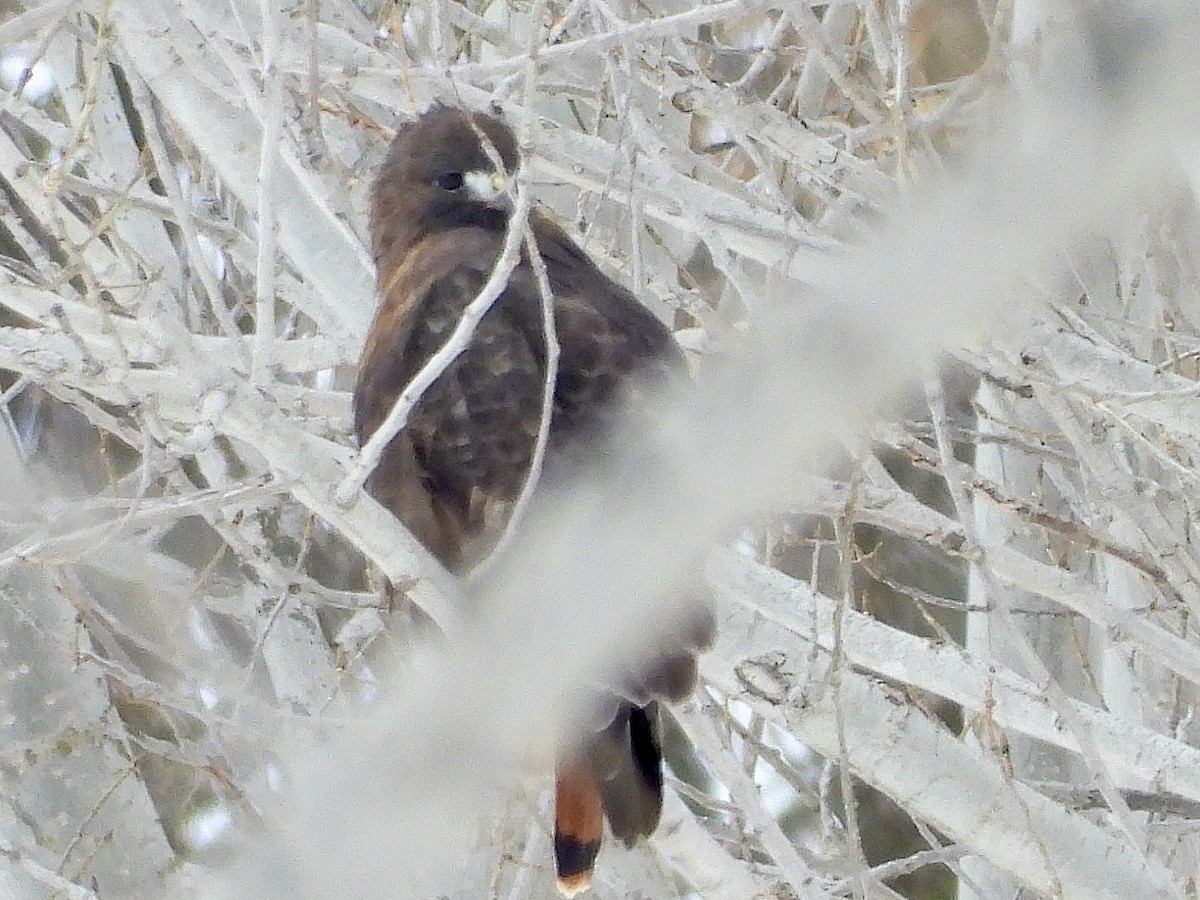 Kızıl Kuyruklu Şahin - ML646853257