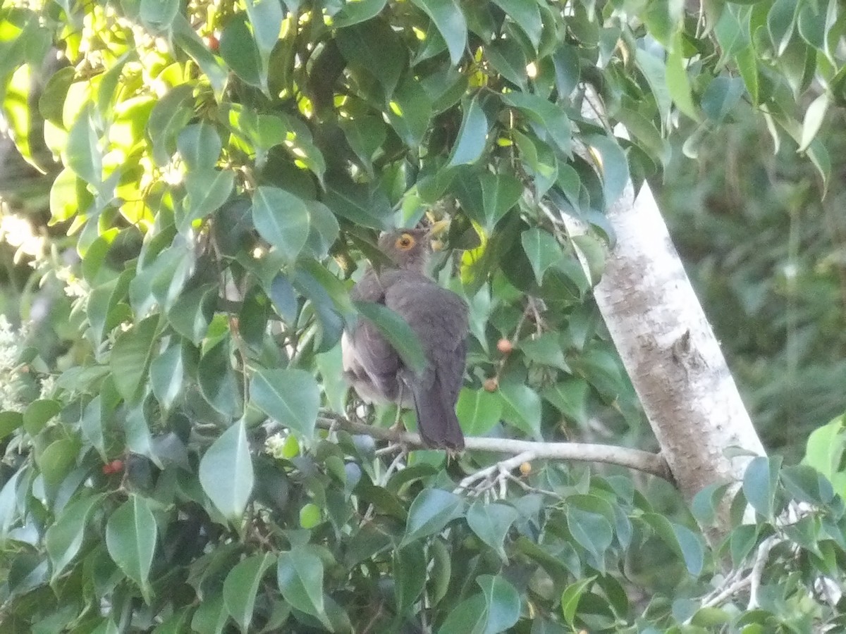 Желтоглазый дрозд - ML646853258