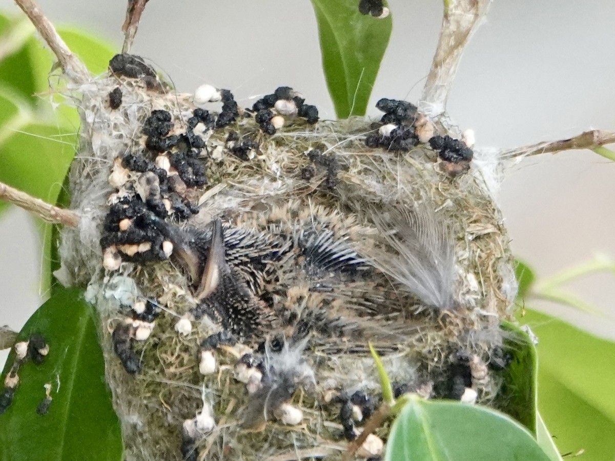 fiolørekolibri - ML646853262