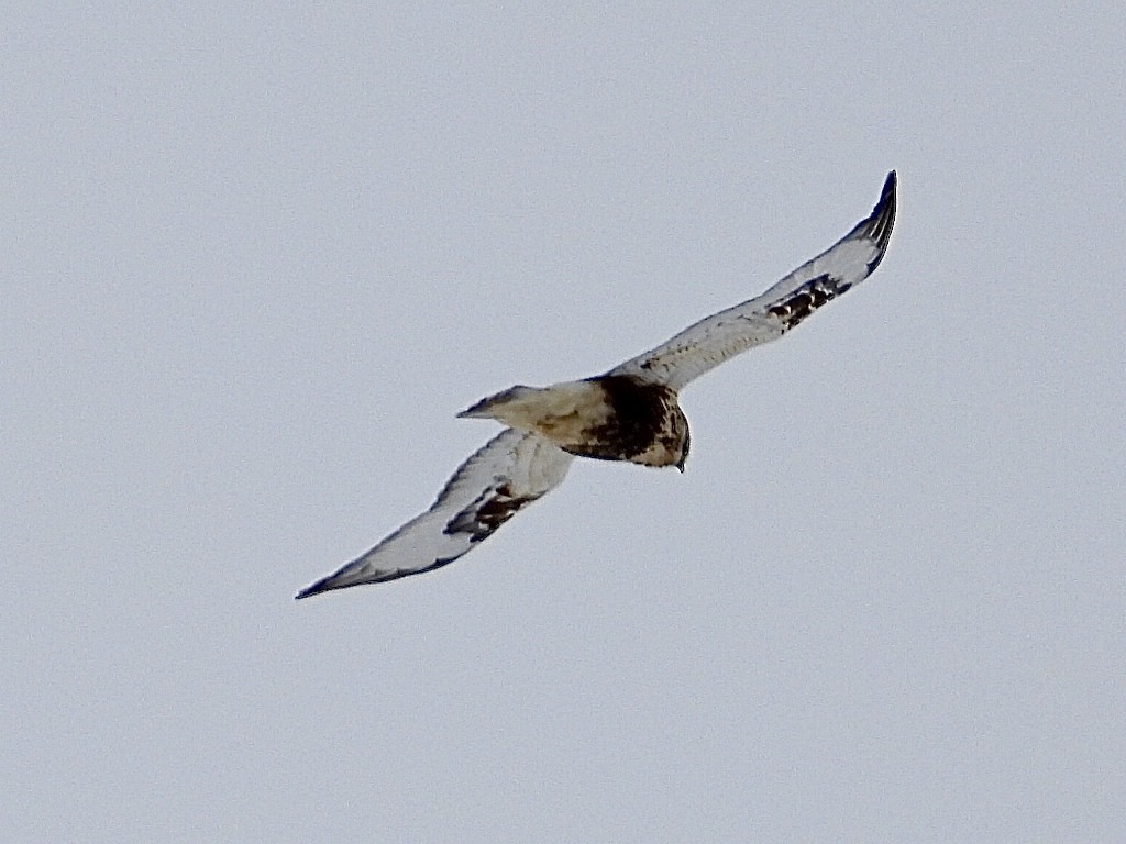 Paçalı Şahin - ML646853263