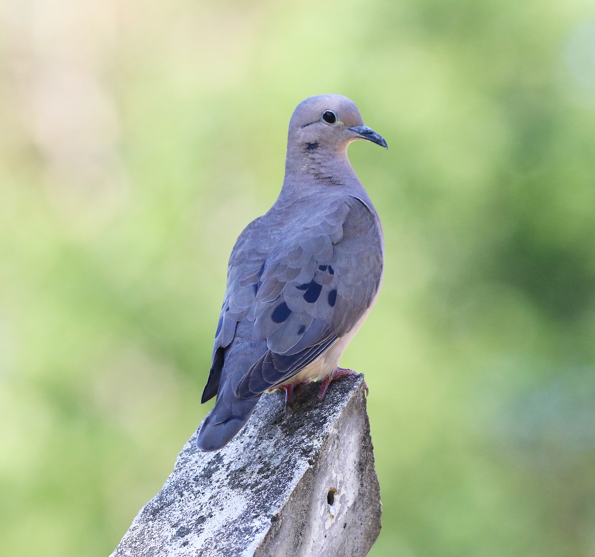 Eared Dove - ML646853265