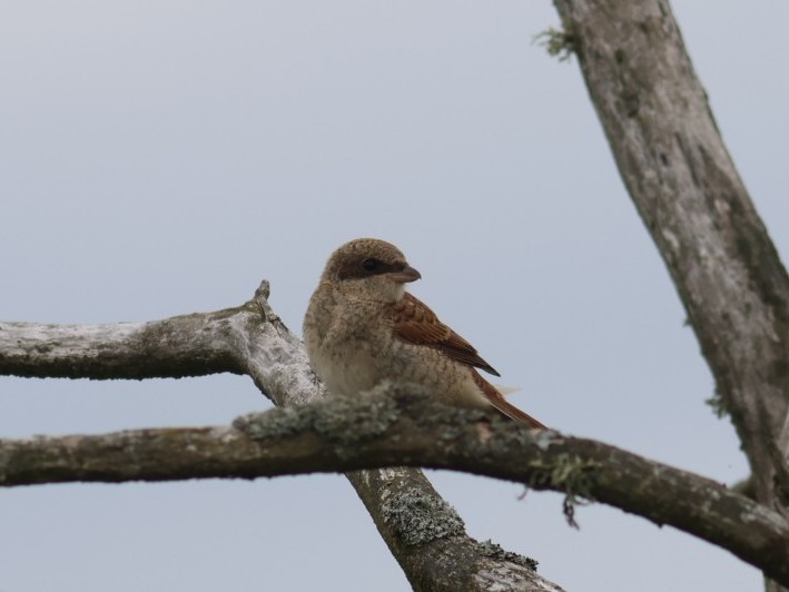 Alcaudón Dorsirrojo - ML646853266