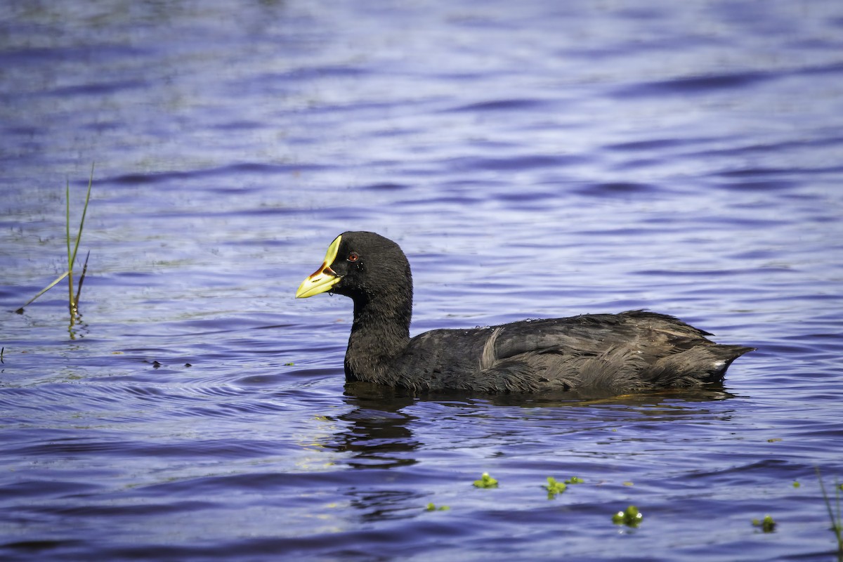 Red-gartered Coot - ML646853267