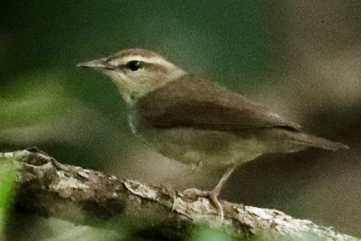 Swainson's Warbler - ML646853268