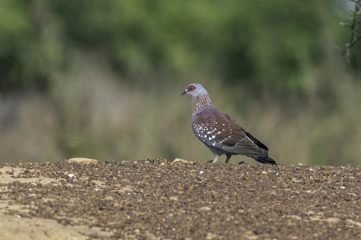 Paloma de Guinea - ML646853275