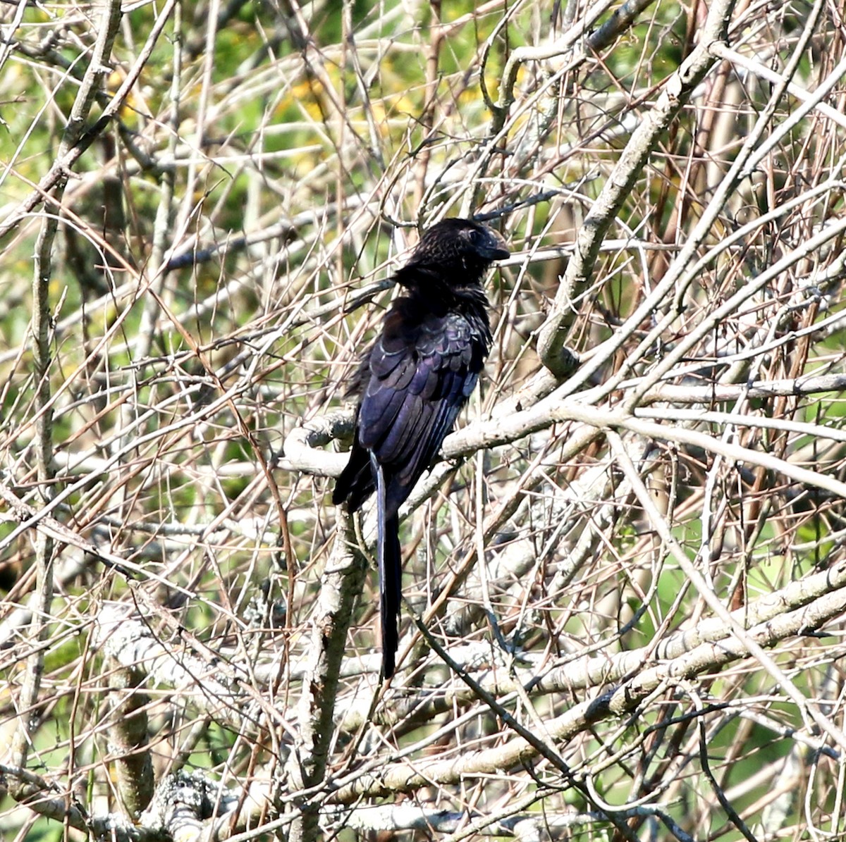 Smooth-billed Ani - ML646853279