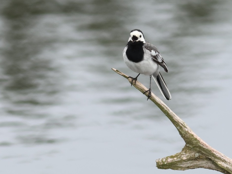 linerle - ML646853280