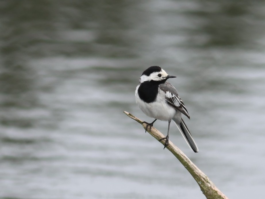 linerle - ML646853281