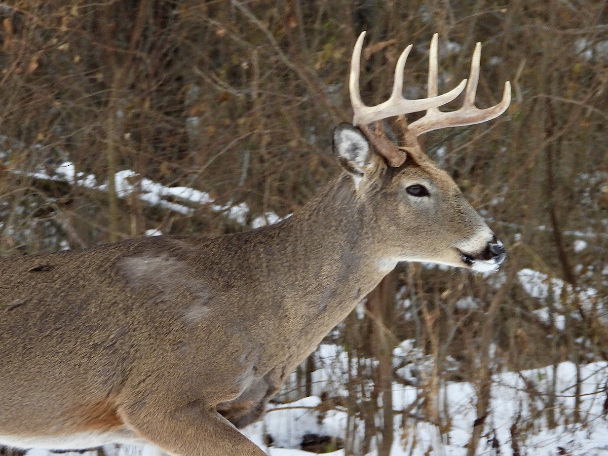 White-tailed Deer - ML646853282