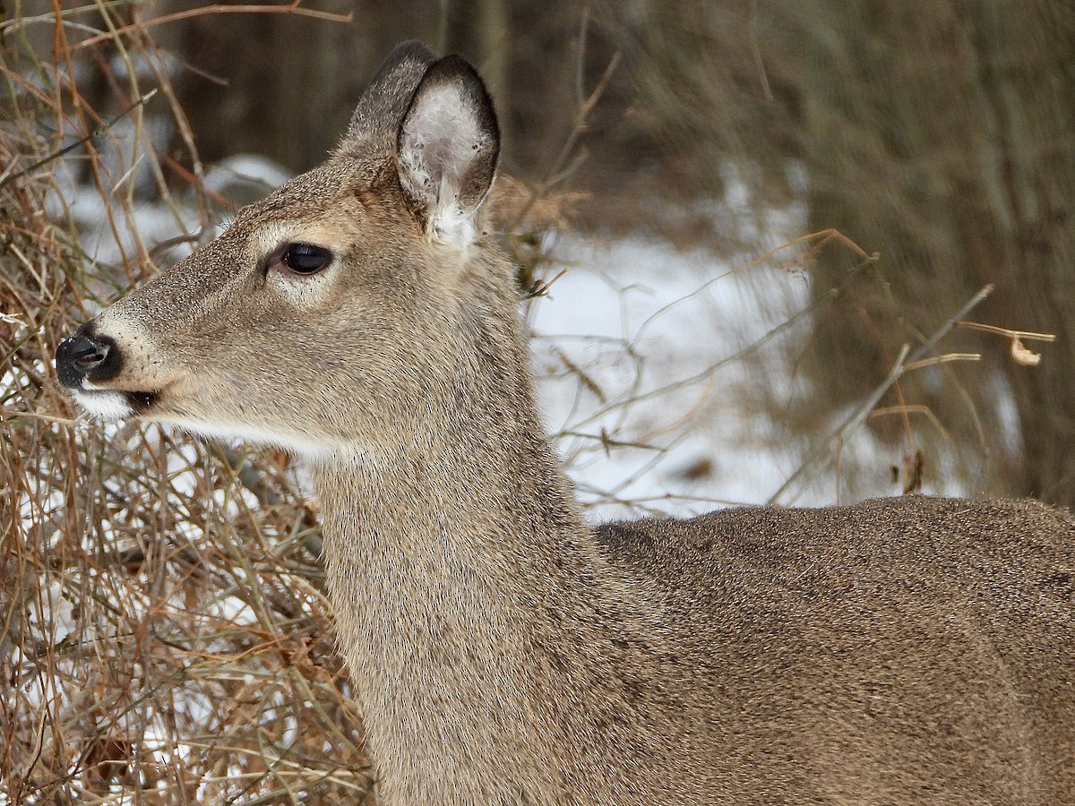 White-tailed Deer - ML646853283