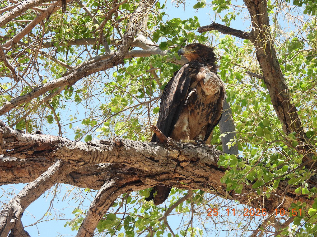 Tawny Eagle - ML646853284
