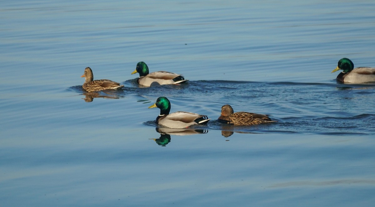 Крижень звичайний - ML646853287