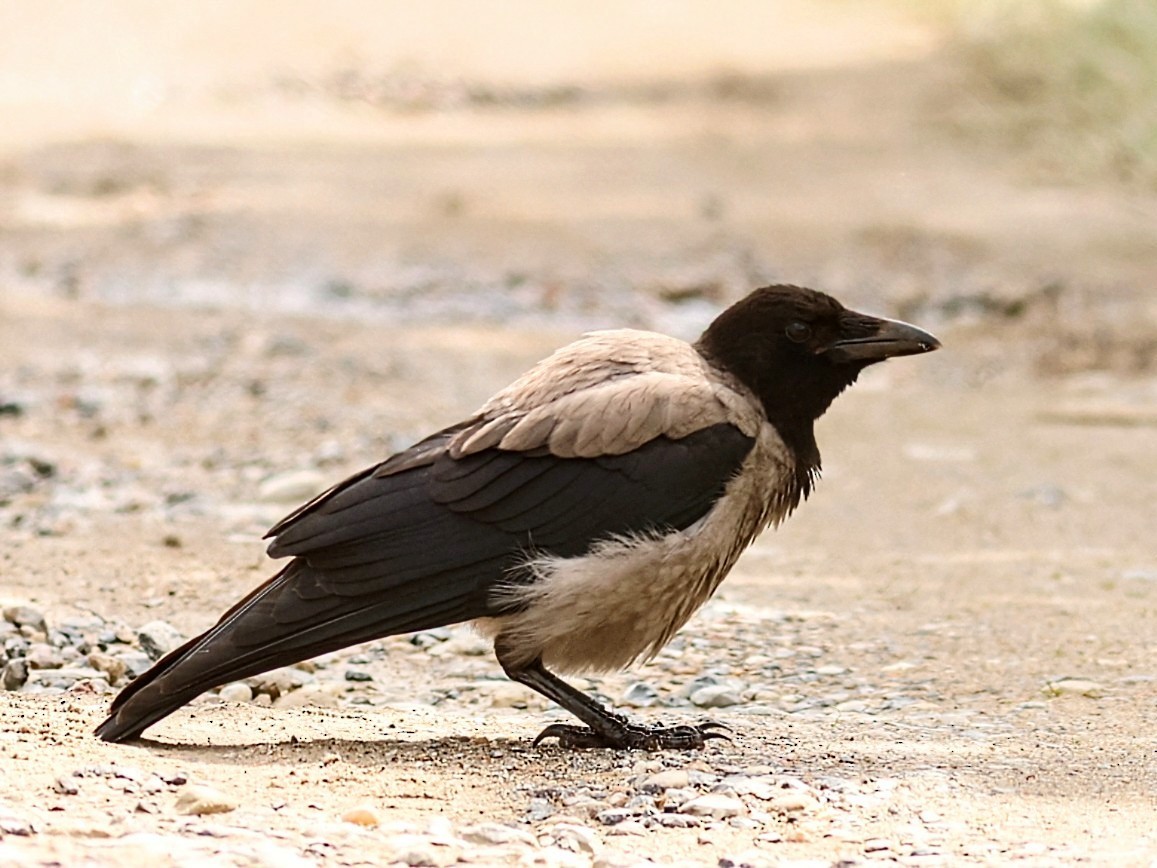 Hooded Crow - ML646853288