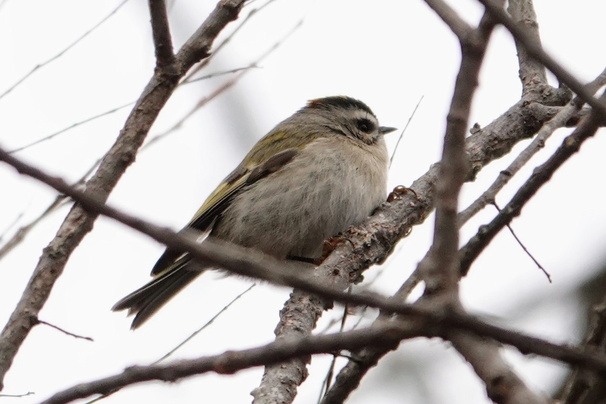 Golden-crowned Kinglet - ML646853290