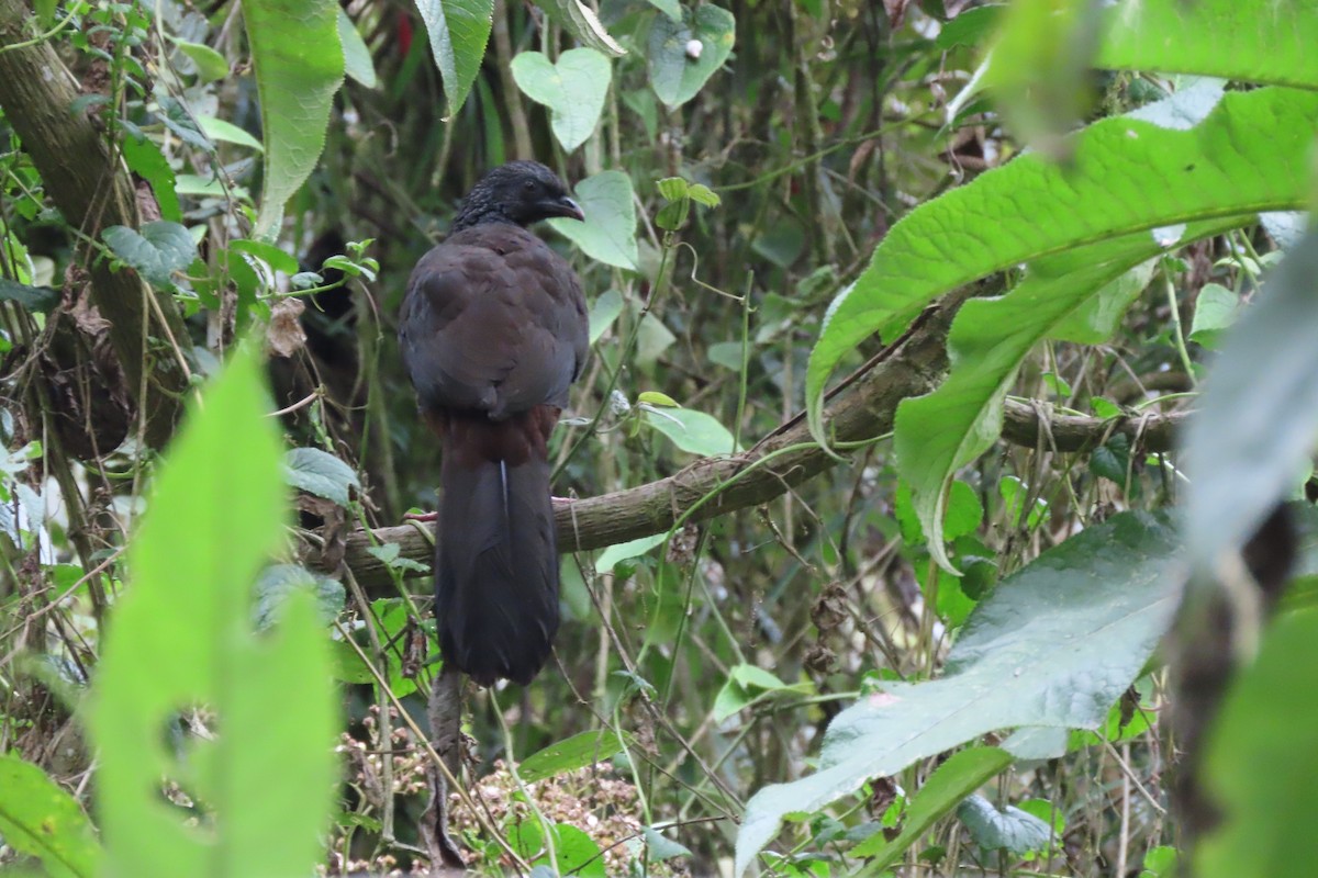 guan andský - ML646853296