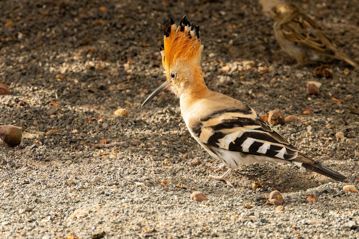 ヤツガシラ - ML646853297