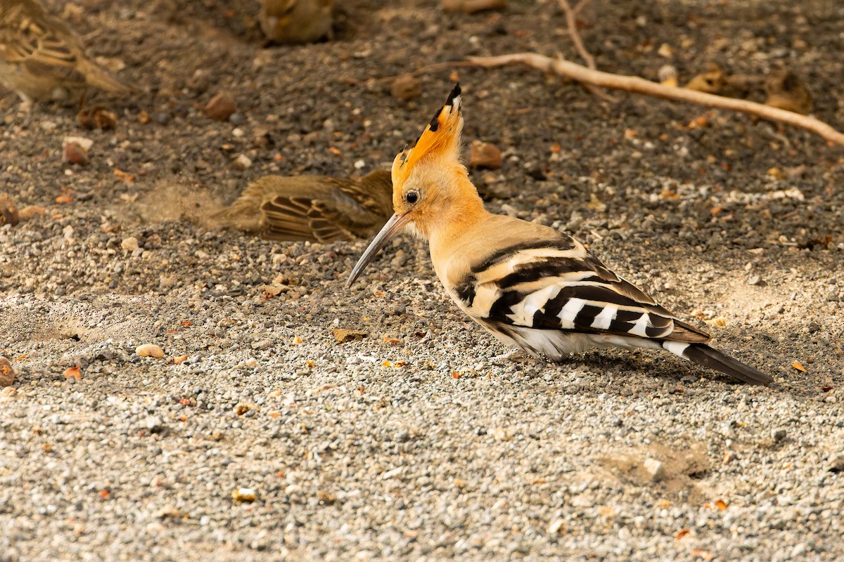 ヤツガシラ - ML646853298