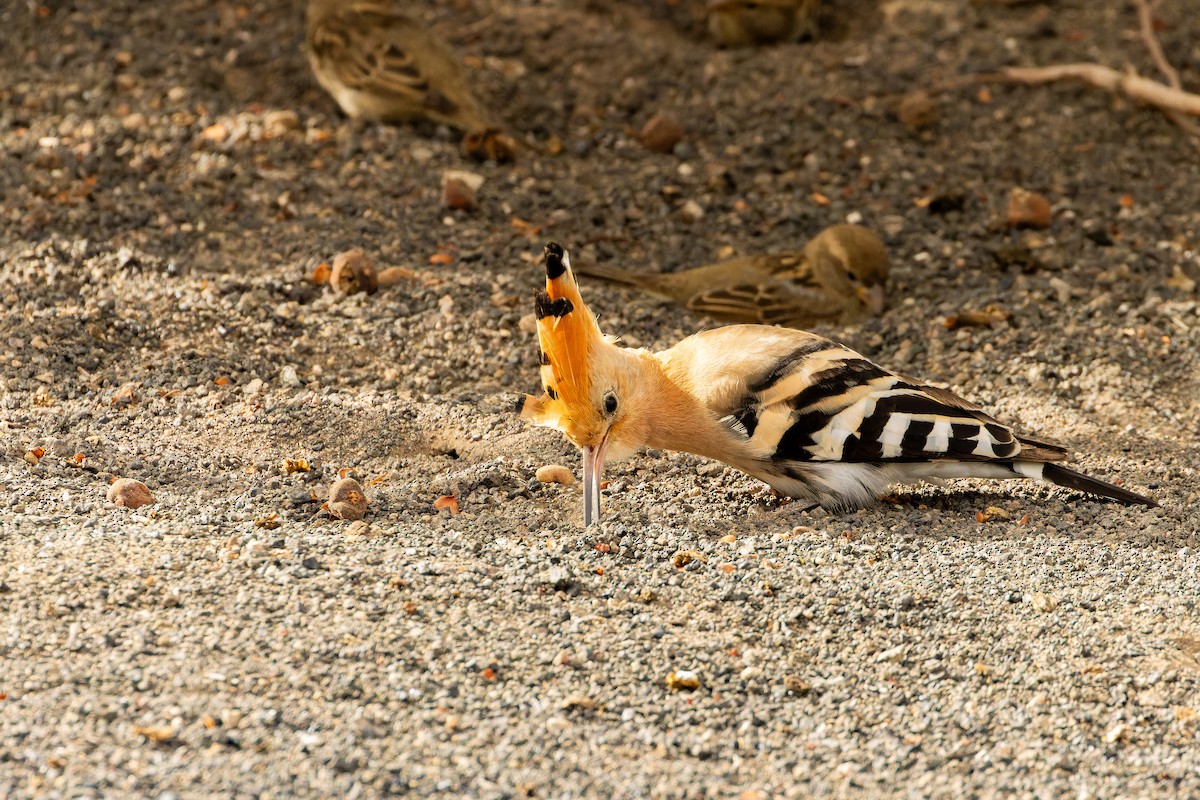 ヤツガシラ - ML646853299