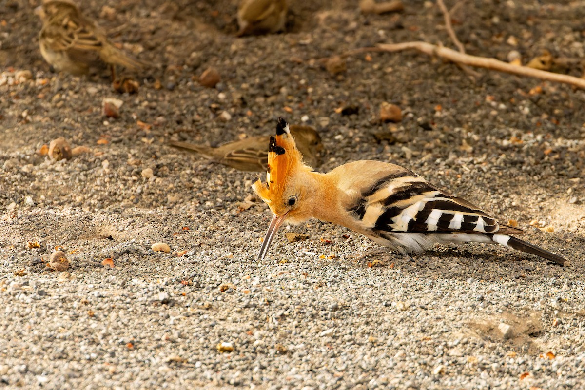 ヤツガシラ - ML646853300