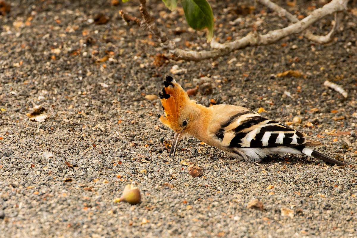 ヤツガシラ - ML646853301