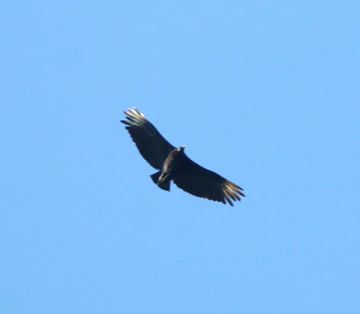 Black Vulture - ML646853306