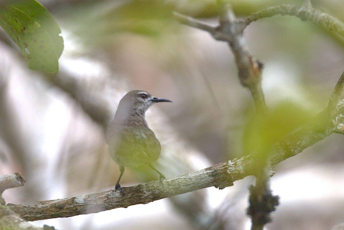 Mangrovenektarvogel - ML646853307