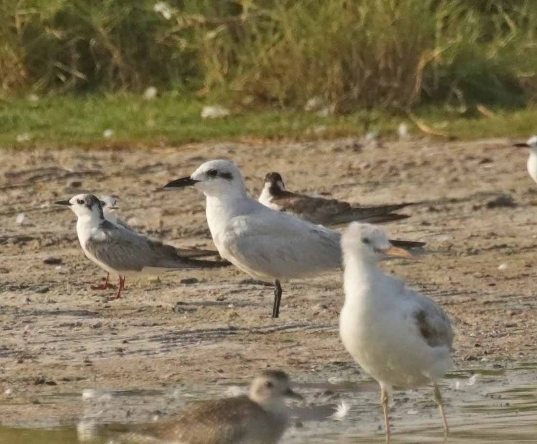 שחפית עבת-מקור - ML646853314