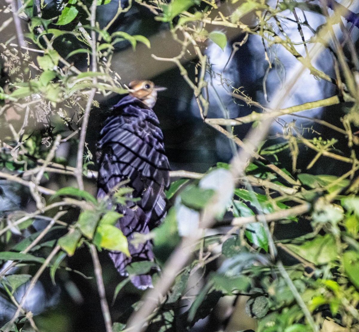 Pavonine Cuckoo - ML646853316