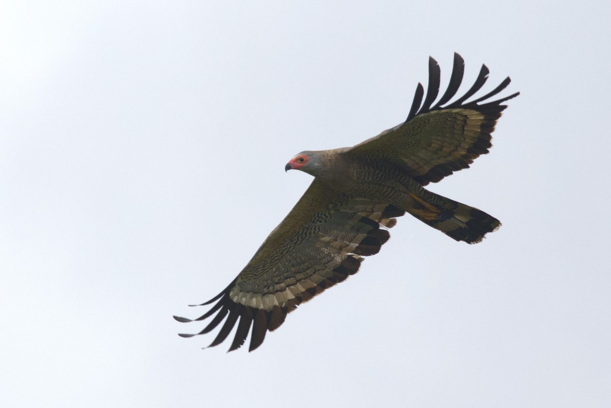 チュウヒダカ - ML646853319