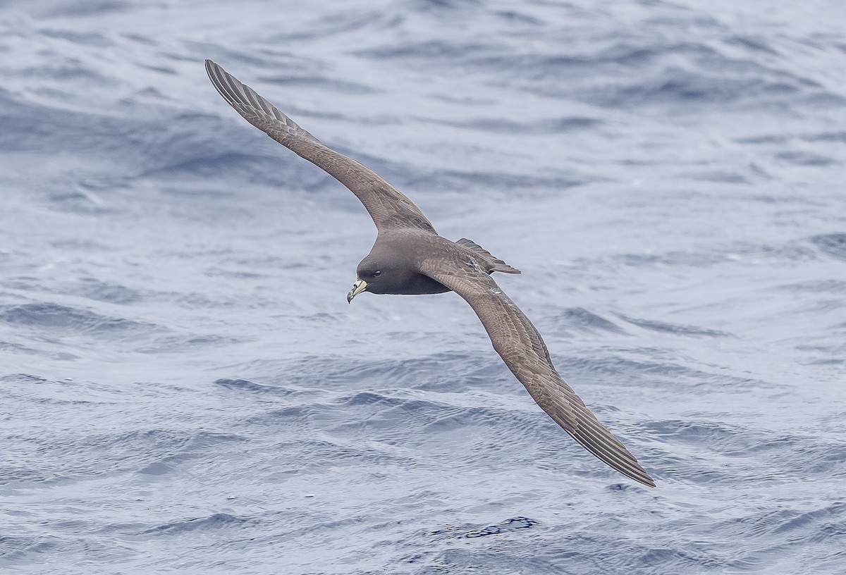 Parkinson's Petrel - ML646853323